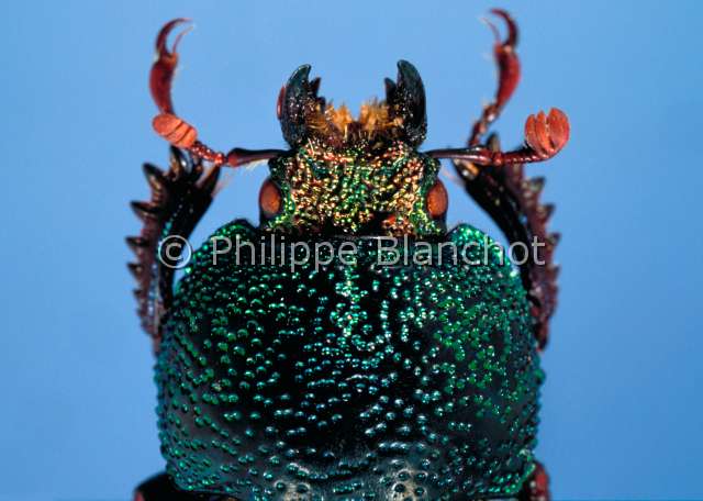 Lamprima aurata femelle.JPG - in "Portraits d'insectes" ed. SeuilLamprima aurataLamprima femelleColeopteraLucanidaeAustralie